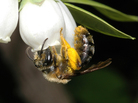 Wild bees, such as this Andrena bee visiting highbush blueberry flowers, play a key role in boosting crop yields. Wild bees, such as this Andrena bee visiting highbush blueberry flowers, play a key role in boosting crop yields.