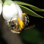 Wild bees, such as this Andrena bee visiting highbush blueberry flowers, play a key role in boosting crop yields.