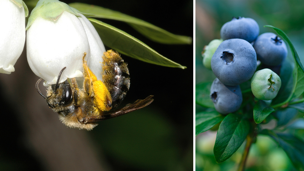 Wild bees, such as this Andrena bee visiting highbush blueberry flowers, play a key role in boosting crop yields.