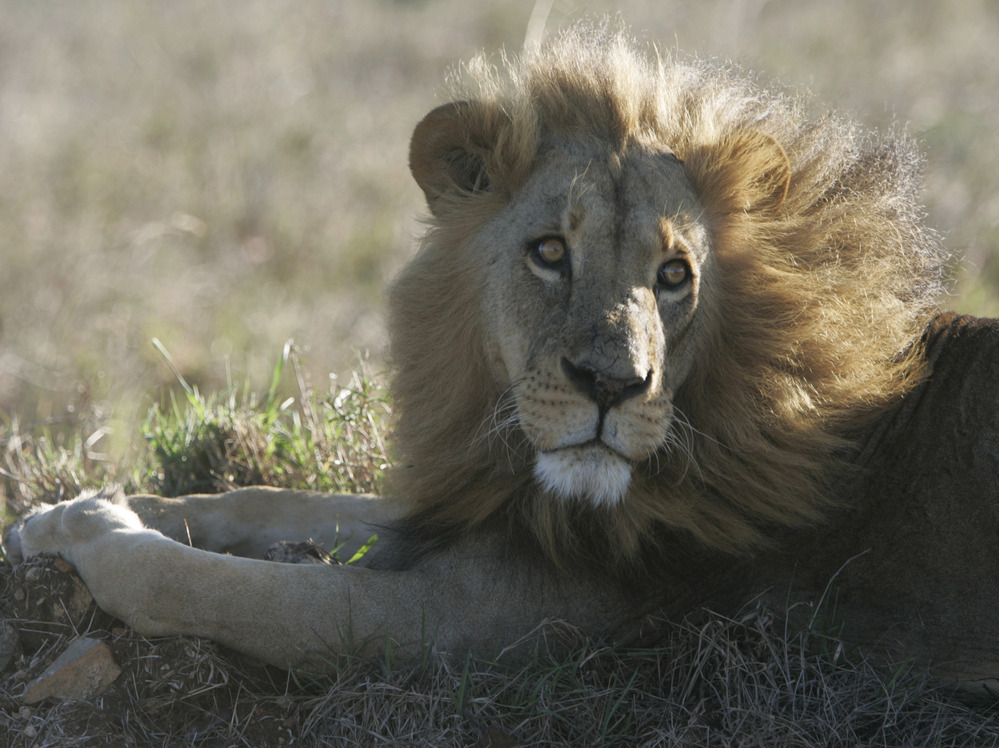 There are just 2,000 lions left in Kenya, according to estimates. Their population is dwindling in part because they are killed in retaliation for attacks on livestock. Richard Turere's invention could help save the lions.