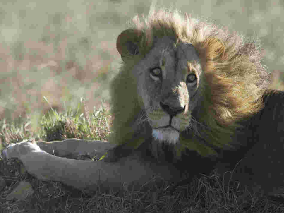 There are just 2,000 lions left in Kenya, according to estimates. Their population is dwindling in part because they are killed in retaliation for attacks on livestock. Richard Turere's invention could help save the lions.