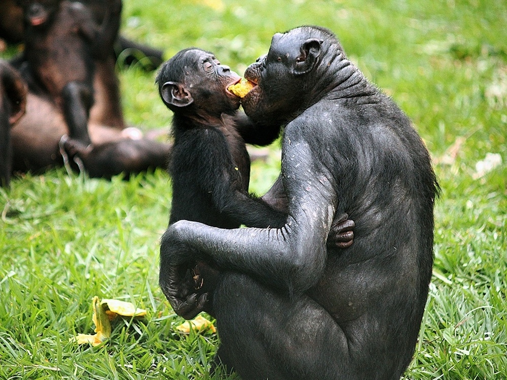 Bonobos share a piece of fruit at the Lola ya Bonobo sanctuary in the Democratic Republic of Congo.