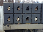 Mushers can bring up to 20 dogs to the Iditarod but can start the race with only 16. In the days before the competition, the animals are taken to the Iditarod headquarters in Wasilla, Alaska, for pre-race exams. Mushers can bring up to 20 dogs to the Iditarod but can start the race with only 16. In the days before the competition, the animals are taken to the Iditarod headquarters in Wasilla, Alaska, for pre-race exams.