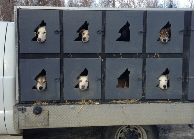 Mushers can bring up to 20 dogs to the Iditarod but can start the race with only 16. In the days before the competition, the animals are taken to the Iditarod headquarters in Wasilla, Alaska, for pre-race exams.