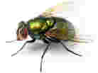 Fly