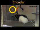 Rats share information via brain implants, say researchers.