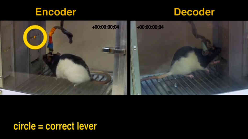 Rats share information via brain implants, say researchers.