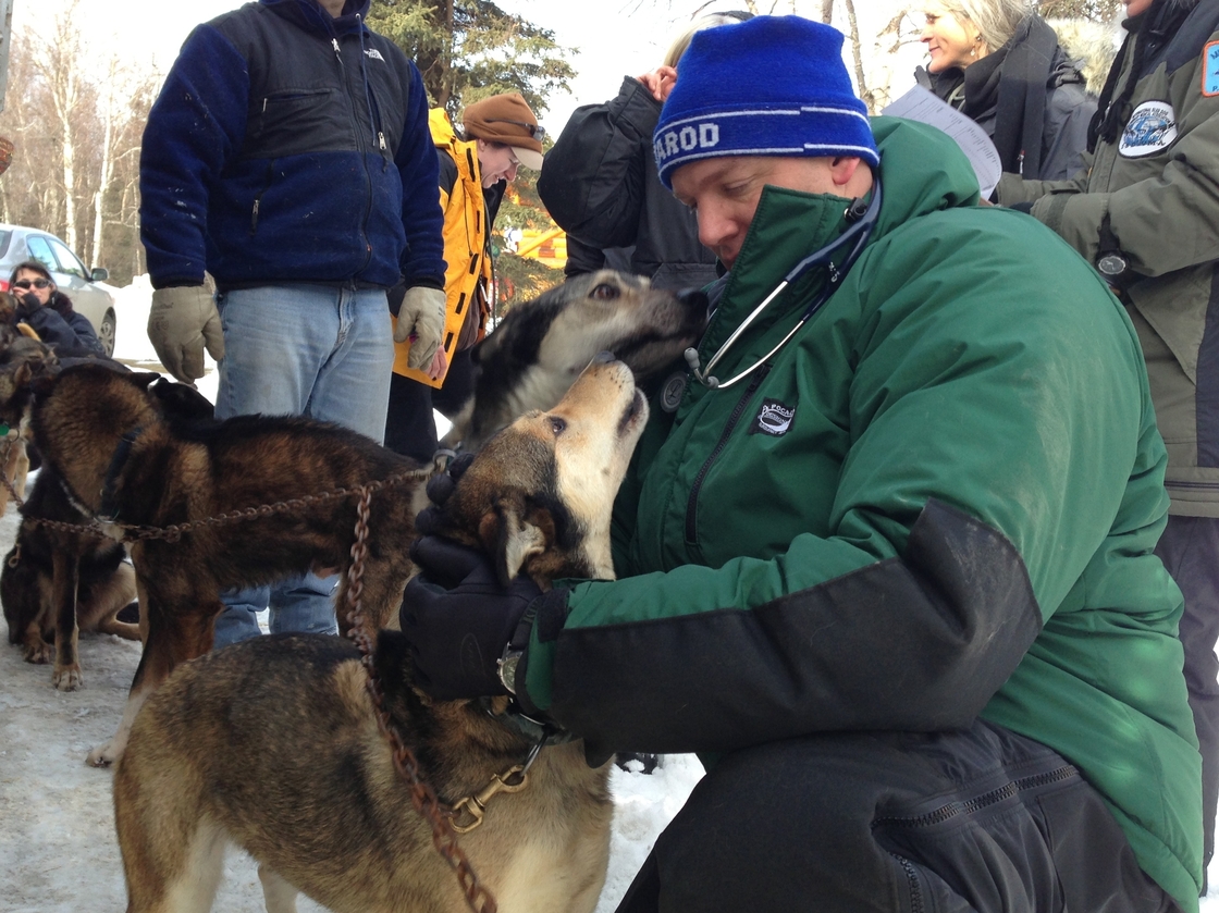 Teams of veterinarians inspect the dogs before the race begins. Greg Reppas uses a stethoscope to listen to a dog's heart and lungs.