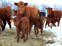 An extended drought and significant snow cover have forced Sours to buy expensive hay for his cattle.