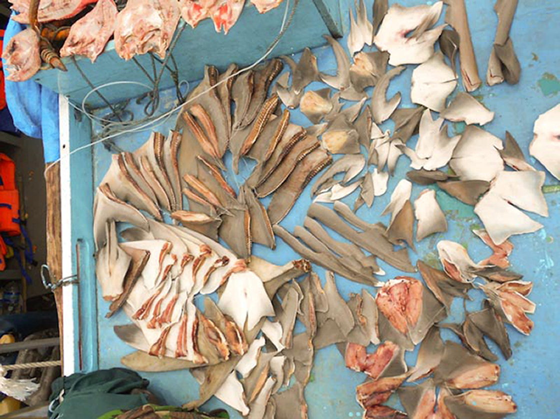 Fresh shark fins dry on the deck of an apprehended fishing boat in a declared shark and manta ray sanctuary located in the eastern region of Indonesia.