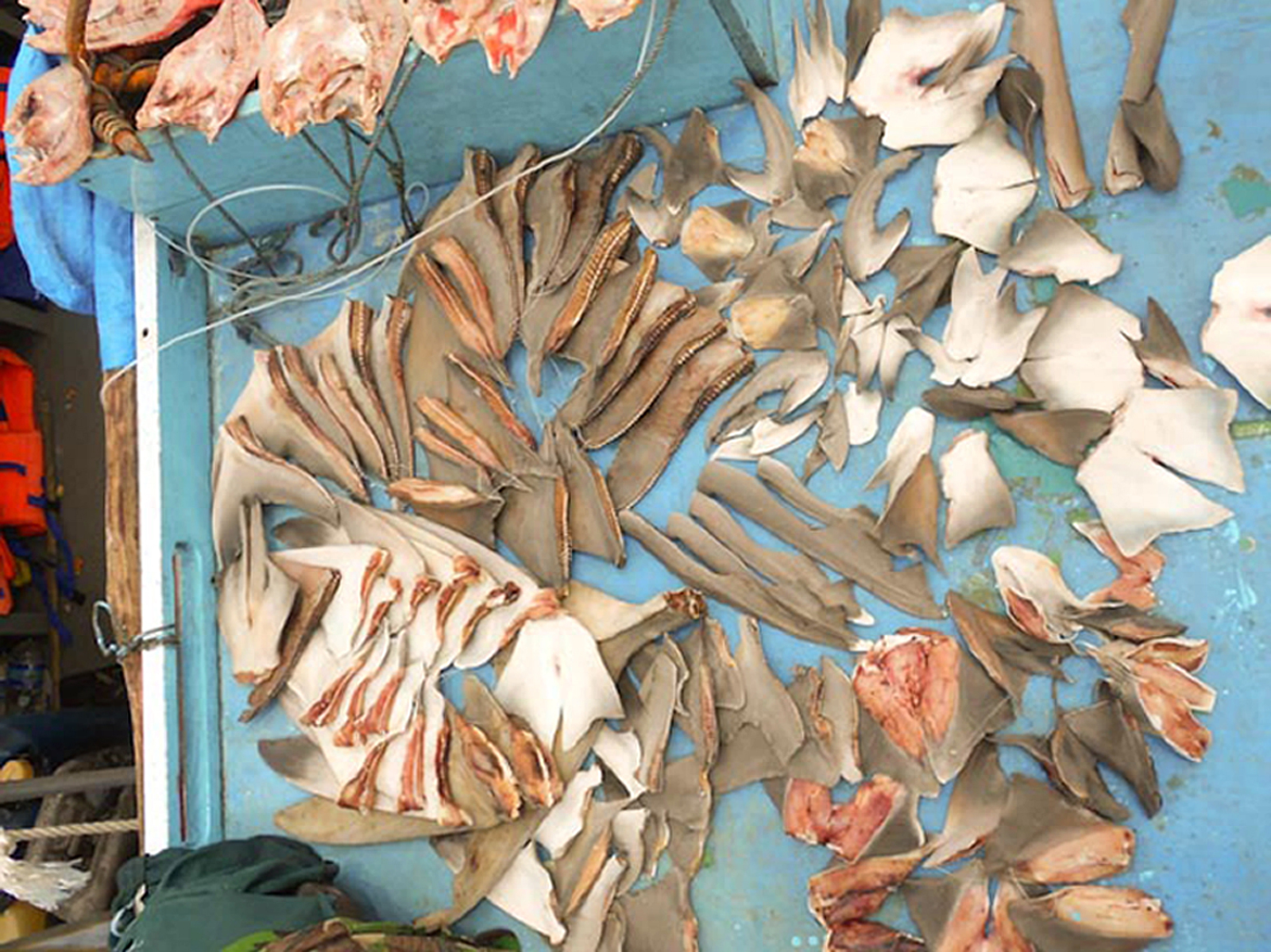 Fresh shark fins dry on the deck of an apprehended fishing boat in a declared shark and manta ray sanctuary located in the eastern region of Indonesia.