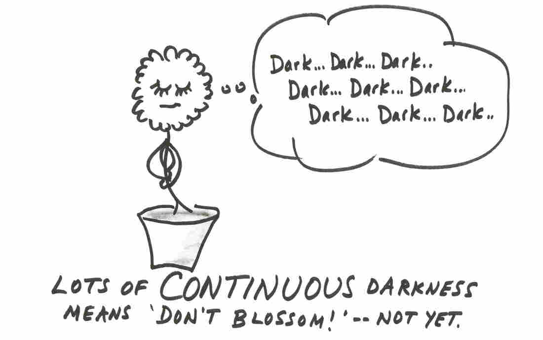 Continuous darkness Continuous darkness