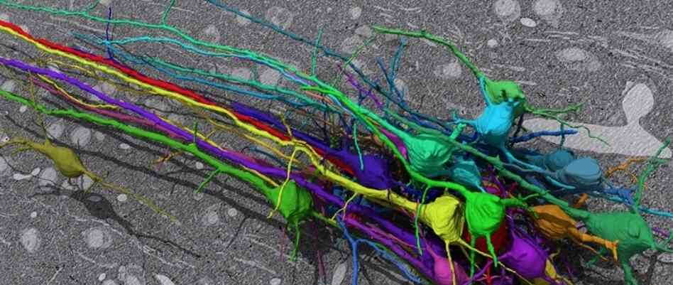 Daniel Berger, a researcher at MIT, traced these neurons using the EyeWire game.