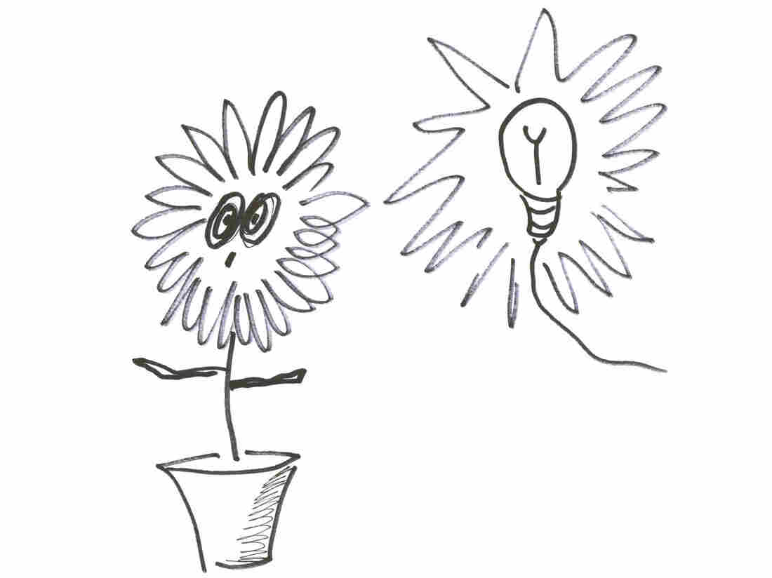 Plant and bulb Plant and bulb