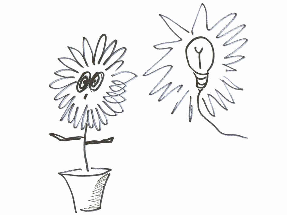 Plant and bulb Plant and bulb