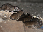Rats aren't only problem in Tehran. These were running free over the weekend in Luton, England. Rats aren't only problem in Tehran. These were running free over the weekend in Luton, England.