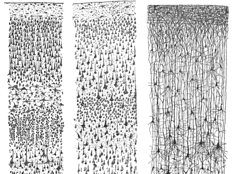 These drawings by Santiago Ramon y Cajal, published in 1899, show cortex neurons.