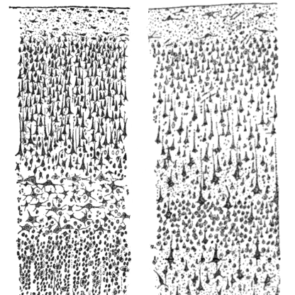 These drawings by Santiago Ramon y Cajal, published in 1899, show cortex neurons.