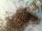 Caraway seeds Caraway seeds