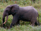 In this Sept. 1, 2008, photo released by Wildlife Conservation Society, a male forest elephant strides across Langoue Bai, Gabon. In this Sept. 1, 2008, photo released by Wildlife Conservation Society, a male forest elephant strides across Langoue Bai, Gabon.