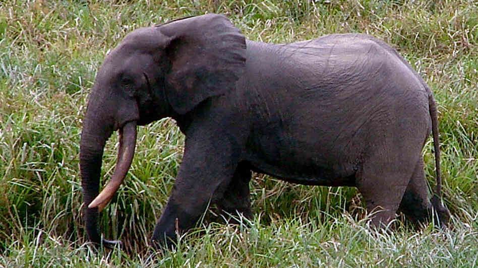 In this Sept. 1, 2008, photo released by Wildlife Conservation Society, a male forest elephant strides across Langoue Bai, Gabon. In this Sept. 1, 2008, photo released by Wildlife Conservation Society, a male forest elephant strides across Langoue Bai, Gabon.