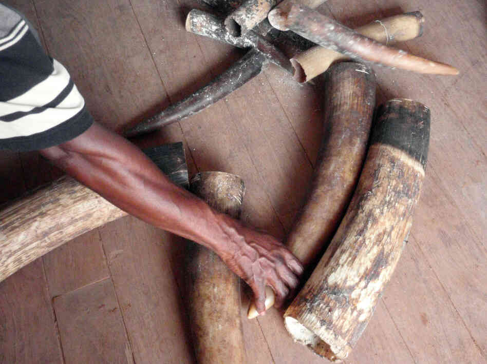 In this April 17, 2011, photo, seized tusks including some from baby elephants are displayed in Pokola, Congo. Conservationists said Tuesday that there's a new threat to the survival of Africa's elephants that may be just as deadly as poachers' bullets: the black-market trade of ivory in cyberspace.