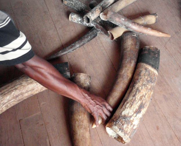 In this April 17, 2011, photo, seized tusks including some from baby elephants are displayed in Pokola, Congo. Conservationists said Tuesday that there's a new threat to the survival of Africa's elephants that may be just as deadly as poachers' bullets: the black-market trade of ivory in cyberspace.