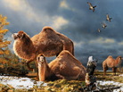Illustration of the High Arctic camel on Ellesmere Island during the Pliocene warm period, aboutthree-and-a-half million years ago. The camels lived in a boreal-type forest. The habitat includeslarch trees and the depiction is based on records of plant fossils found at nearby fossil deposits. Illustration of the High Arctic camel on Ellesmere Island during the Pliocene warm period, aboutthree-and-a-half million years ago. The camels lived in a boreal-type forest. The habitat includeslarch trees and the depiction is based on records of plant fossils found at nearby fossil deposits.