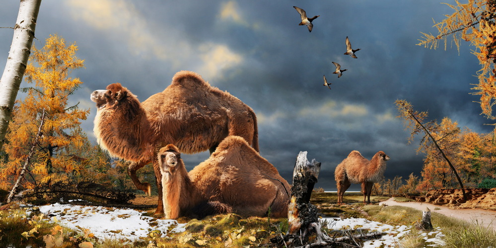 Illustration of the High Arctic camel on Ellesmere Island during the Pliocene warm period, aboutthree-and-a-half million years ago. The camels lived in a boreal-type forest. The habitat includeslarch trees and the depiction is based on records of plant fossils found at nearby fossil deposits.