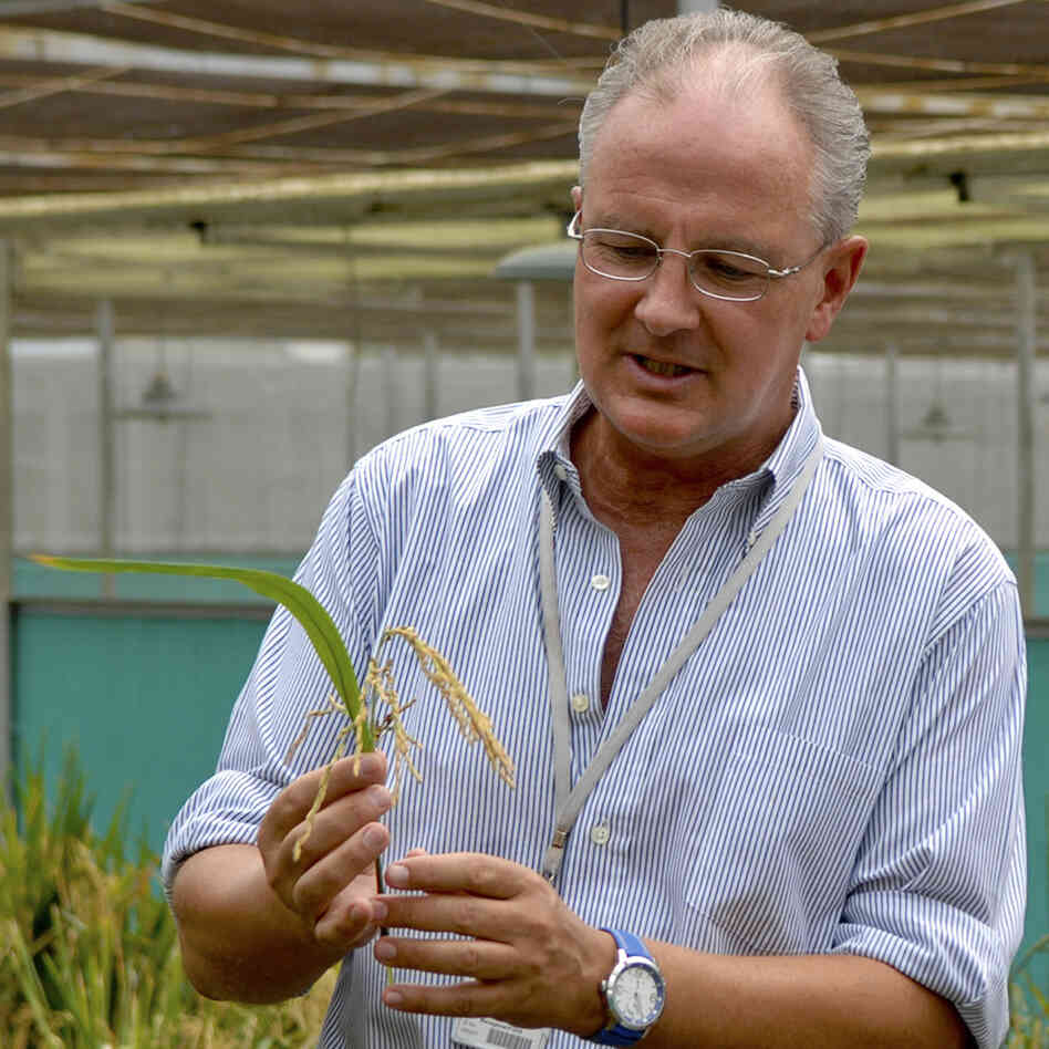 Dr. Gerard Barry, IRRI's golden rice project leader, inspects golden rice in the screen house. Dr. Gerard Barry, IRRI's golden rice project leader, inspects golden rice in the screen house.