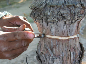 Put a "girdle" on that vine: By scraping off a small section of the grapevine's trunk, a farmer in California hopes to fatten up the fruit growing at the top. Put a "girdle" on that vine: By scraping off a small section of the grapevine's trunk, a farmer in California hopes to fatten up the fruit growing at the top.