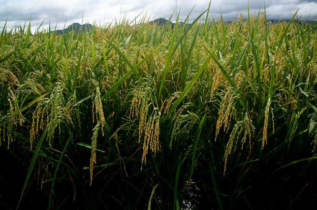 Golden rice plants at a confined field trial in 2010.