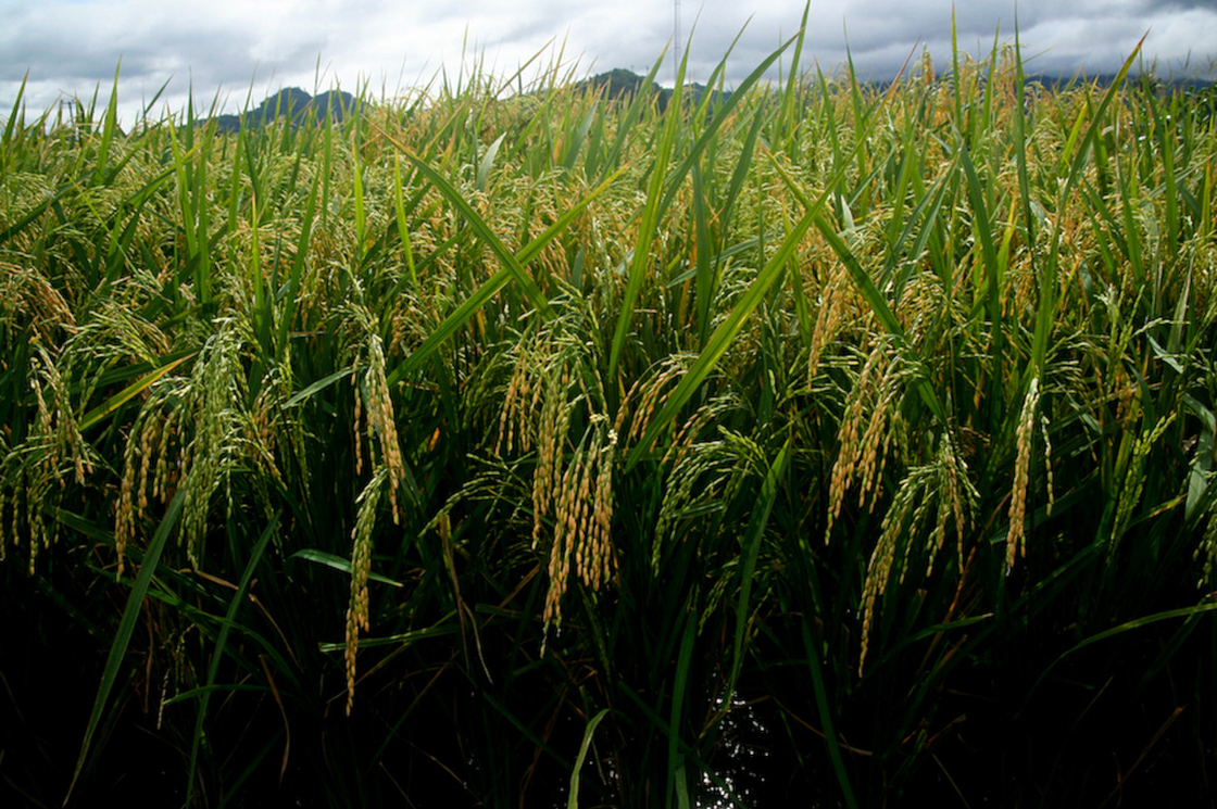 Golden rice plants at a confined field trial in 2010.
