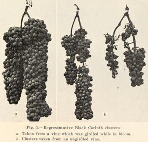 A 1931 horticultural pamphlet from the University of California shows how girdling boosts grape size and quality.