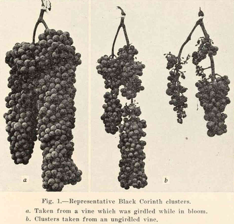 A 1931 horticultural pamphlet from the University of California shows how girdling boosts grape size and quality. A 1931 horticultural pamphlet from the University of California shows how girdling boosts grape size and quality.