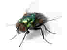 fly