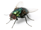 fly fly
