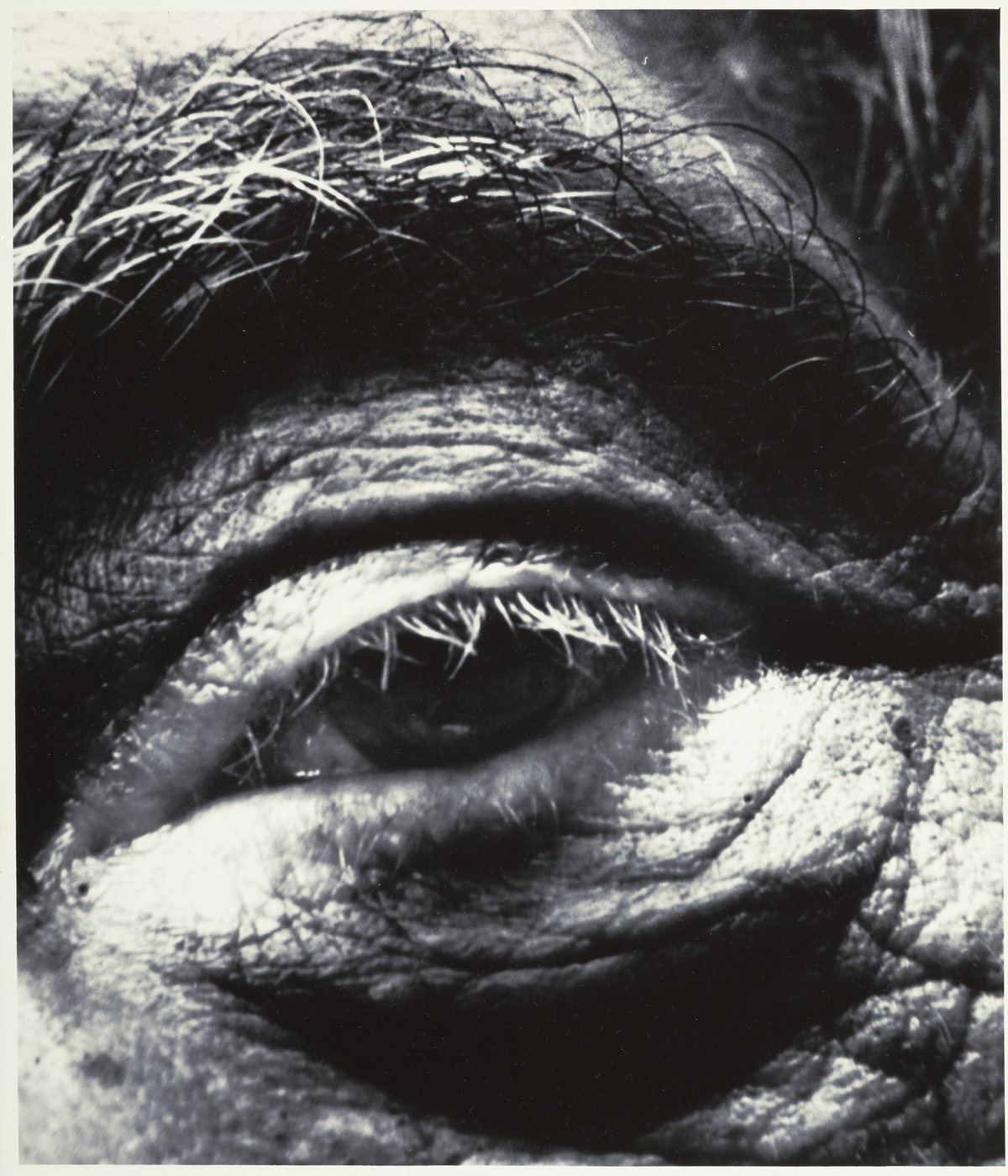 Alberto Giacometti, 1963
