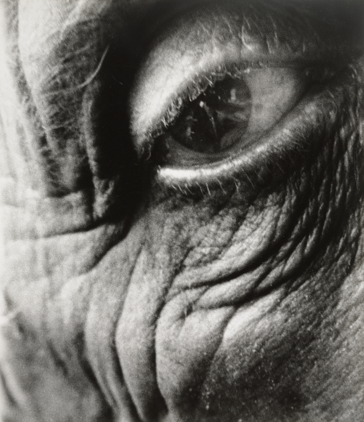 Jean Arp, 1960