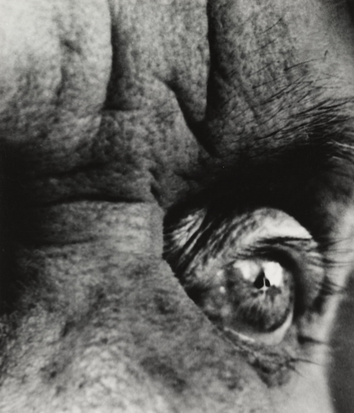Max Ernst, 1963