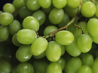 Left to their own devices, many seedless grapes would be puny and soft. But these Thompson seedless got pleasingly plump after a little girdling and hormone treatment. Left to their own devices, many seedless grapes would be puny and soft. But these Thompson seedless got pleasingly plump after a little girdling and hormone treatment.