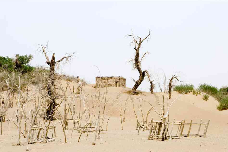 Unrevealed, Site 1 (Trees and Shelter), 2007. Many graves and ancient desert trees line the path that leads to a great saint's marker. Shelters have been built so pilgrims may spend the night, as a journey to a mazar is far for many. The shelter also offers respite from the high heat of the day and can be used as a place to have small meals.