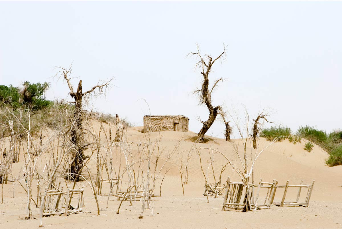Unrevealed, Site 1 (Trees and Shelter), 2007. Many graves and ancient desert trees line the path that leads to a great saint's marker. Shelters have been built so pilgrims may spend the night, as a journey to a mazar is far for many. The shelter also offers respite from the high heat of the day and can be used as a place to have small meals.