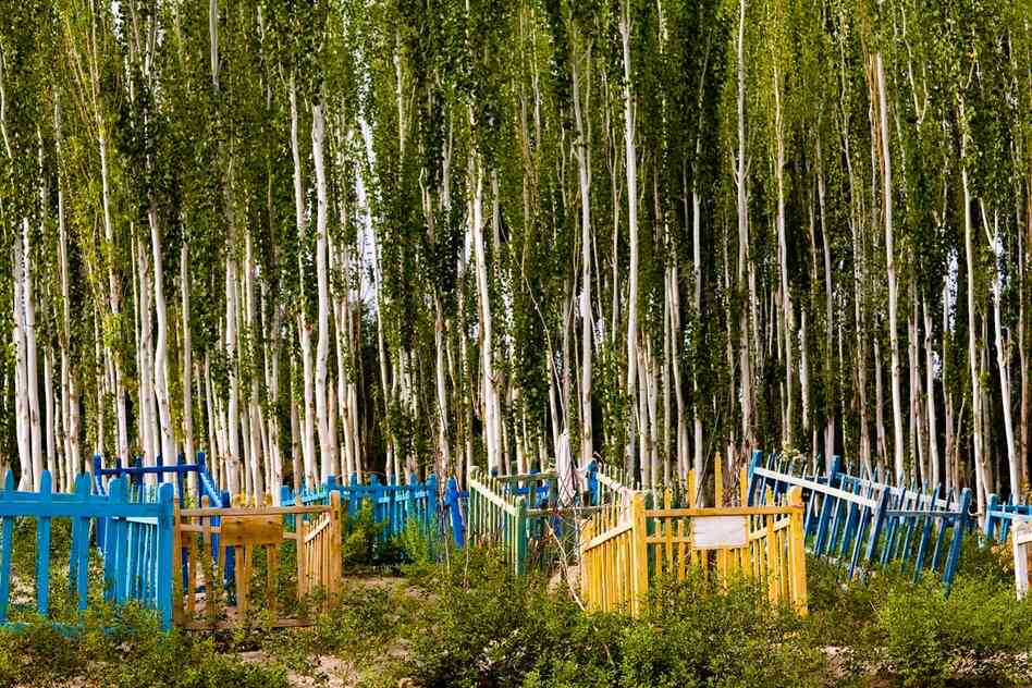 Unrevealed, Site 4 (Colored "Cribs"), 2009. Painted burial markers are protected by a stand of poplar trees.