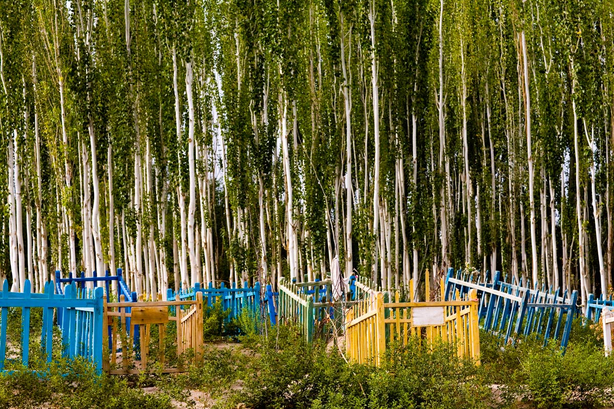 Unrevealed, Site 4 (Colored "Cribs"), 2009. Painted burial markers are protected by a stand of poplar trees.