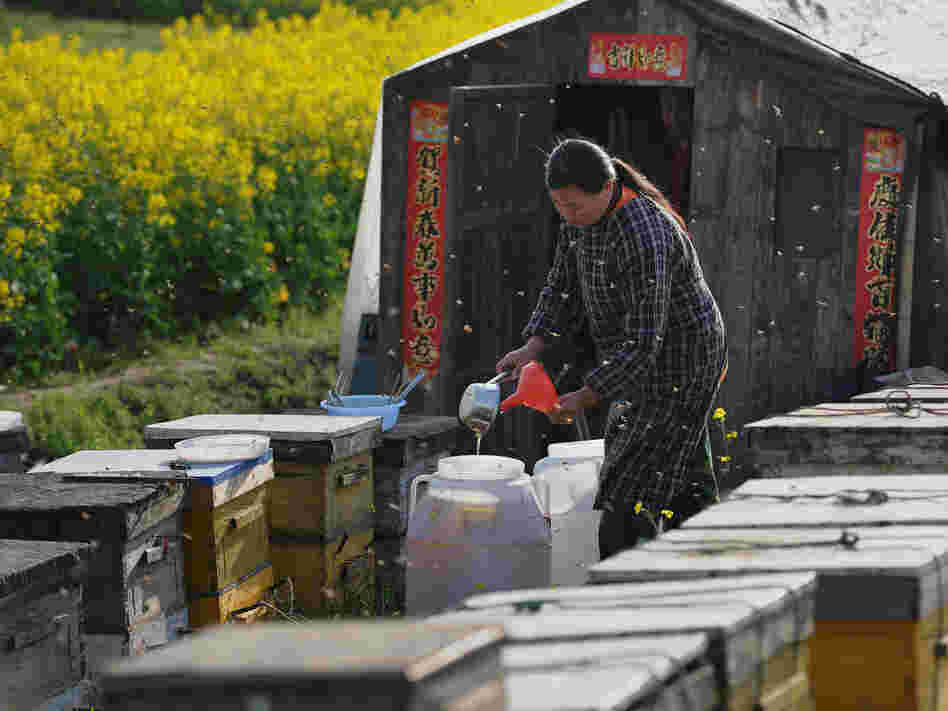 A Chinese farmer tends to bees producing honey to supplement her income at a farm in China's Anhui province.