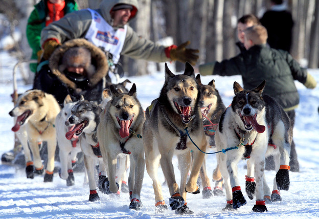 Several female mushers in the Iditarod Trail Sled Dog Race are trying out new attire that allows them to skip bathroom stops. Here, a musher and his team pass fans at the ceremonial start of the race in Anchorage.