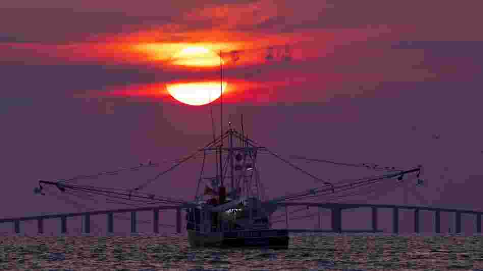 The shrimp boat Endless Grind trawls for shrimp off Dauphin Island, Ala., in May 2012.