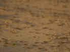 Locusts land on a sand dune in Negev Desert, southern Israel on Tuesday.