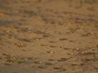 Locusts land on a sand dune in Negev Desert, southern Israel on Tuesday. Locusts land on a sand dune in Negev Desert, southern Israel on Tuesday.